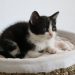 Adoption d'un chaton - Nos aventures voyageuses